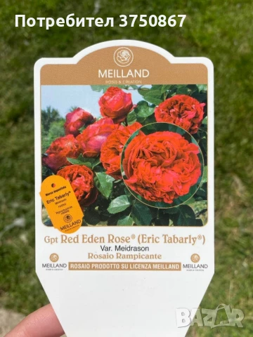 🌹РОЗА 🌹Gpt Red Eden Rose® (Eric Tabarly®) 🌹, снимка 7 - Градински цветя и растения - 51135670