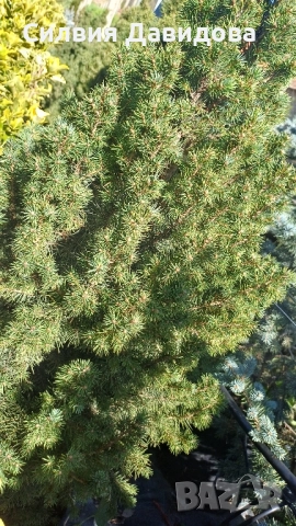Смърч коника , снимка 5 - Градински цветя и растения - 52505478