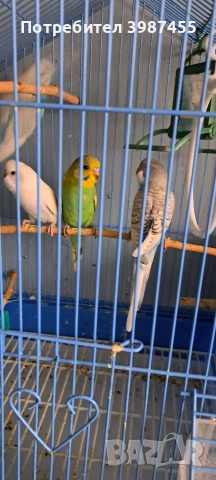 Продавам млади вълнисти папагали. Излюпени на 20.10.2025., снимка 3 - Папагали - 52593477