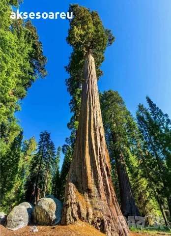 Нови качествени 15 семена от гигантска секвоя мамутово дърво sequoiadendron giganteum за декорация, снимка 6 - Сортови семена и луковици - 50223094