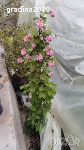 Касис кинг едуард, снимка 4 - Разсади - 49967870