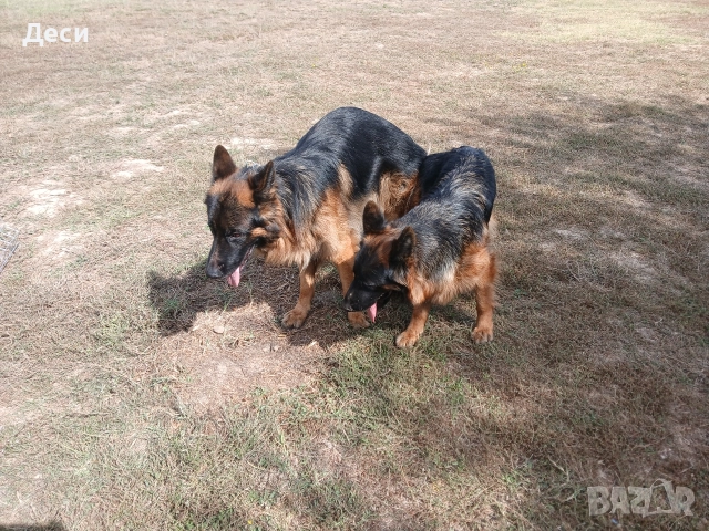 дългокосмести немски овчарки, снимка 14 - Немска овчарка - 52960638