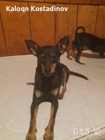 Продавам Сърнист Пинчер , снимка 2 - Пинчер - 49112069