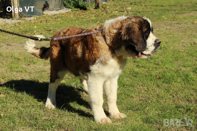 Женски Санбернар