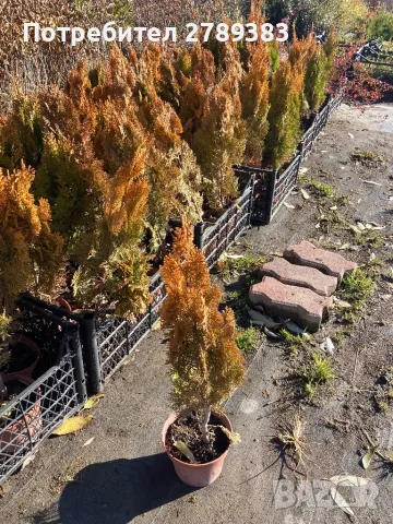 Туя ауреа нана, снимка 1