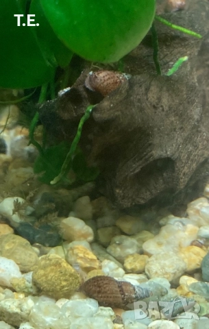 Охлюви мелания гранифера, снимка 2 - Други - 50203690