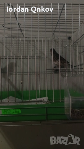 Продавам женски канар