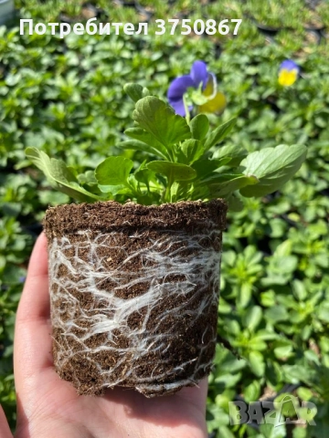 🩷🌿💛 КАСКАДНИ ТЕМЕНУЖКИ , снимка 7 - Градински цветя и растения - 51886340