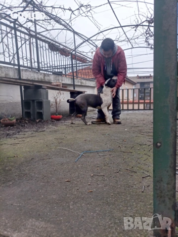 Питбул син нос , снимка 13 - Питбул - 53295871