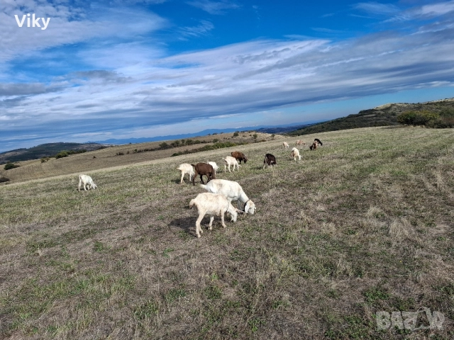 ярета на свободна паша, снимка 2 - Кози - 51962192