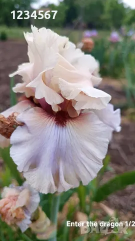 Ириси ризоми от сортови брадати ириси, снимка 2 - Градински цветя и растения - 50398119