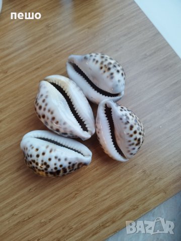 раковини екзотични , снимка 2 - Други - 43987131