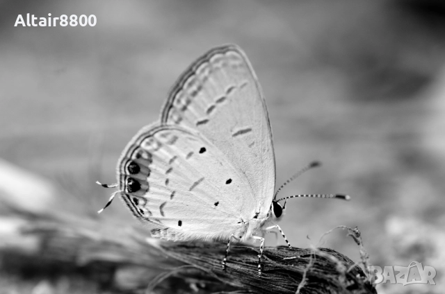 AF Tokina 100mm f/2.8D Macro обектив Никон, снимка 12 - Обективи и филтри - 52344003