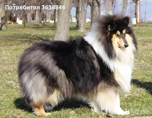Шотландска овчарка(коли), снимка 5 - Коли - 52116665