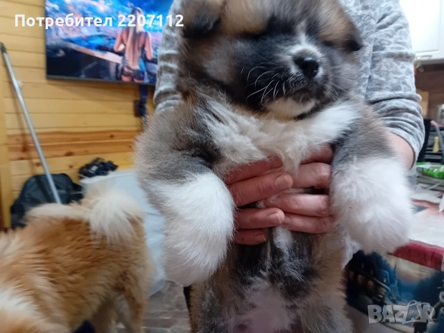 Продавам женско Акита ину на 45 дни. обезпаразитено., снимка 8 - Акита ину - 53146736