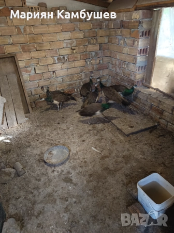 Пауни, снимка 4 - други­ - 51948935