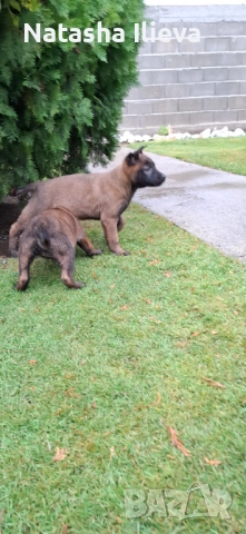 Две момичета Белгийска овчарка малиноа , снимка 3 - Белгийска овчарка - 53051515