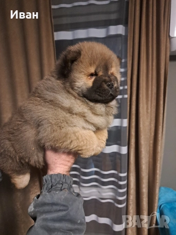 продавам чау чау , снимка 6 - Чау Чау - 53506141
