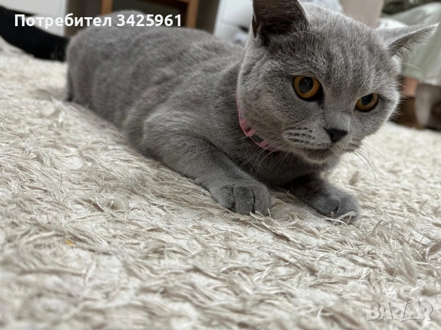 Британска късокосместа