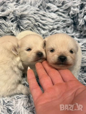 Померани, снимка 6 - Померан - 53515139