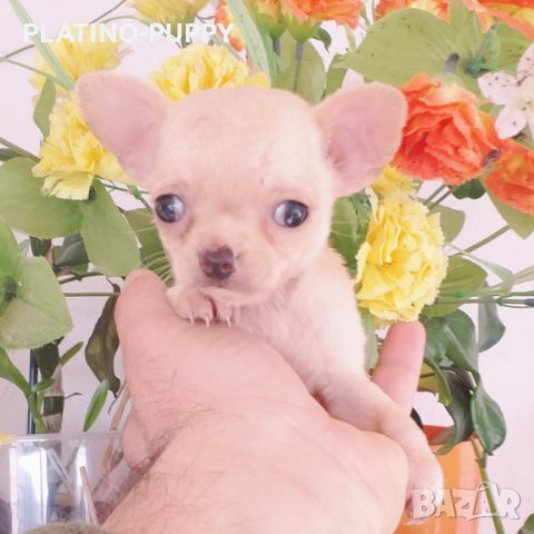 Мини чихуахуа КРЕМ ТОП КАЧЕСТВО, снимка 3 - Чихуахуа - 27553869