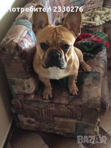 мъжки френски булдог за разплод, снимка 3 - Френски булдог - 33674013