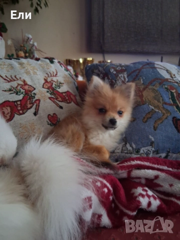 Продавам малки пумеранчета, снимка 3 - Померан - 52713328