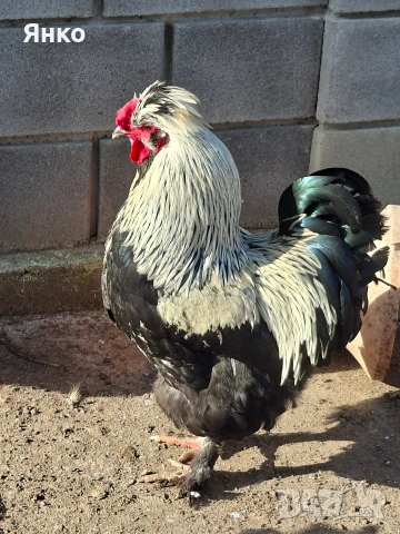 Домашни петли