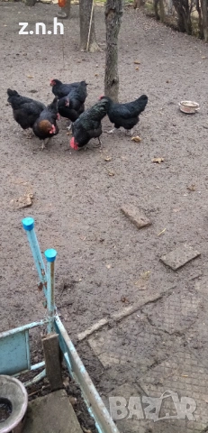 Кокошки и петел Австралорп, снимка 2 - Кокошки и пуйки - 53276015