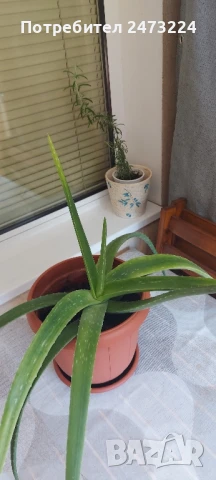 Алое вера големи растения, снимка 4 - Стайни растения - 50536888