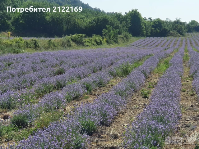 Земеделска земя, снимка 7 - Земеделска земя - 53100885