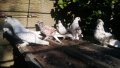 Къдрави гълъби , снимка 1 - Гълъби - 37354073