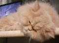 Женска персииска котка търси партньор, снимка 12