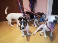 джак ръсел-женско куче на 5 месеца-кукла 0707220925, снимка 11