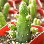 Опунция – Opuntia monacantha ‘Monstruosa’, снимка 4