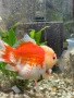 Оранди златна рибка, снимка 2