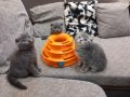 Шотландски клепоухи котенца на 2 месеца, снимка 12