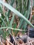 Вкоренени растения студоустойчива Юка на 1-3 год., снимка 2