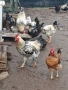 Домашни петли, снимка 2