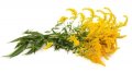 златна пръчица градинско растение, снимка 1 - Градински цветя и растения - 36652623
