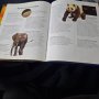 Голяма детска инциклопедия животни