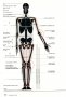 Човешкото тяло Учебник по пластична анатомия Годфрид Бамес , снимка 5