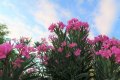 Олеандър, снимка 1 - Градински цветя и растения - 27548308