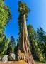Нови качествени 15 семена от гигантска секвоя мамутово дърво sequoiadendron giganteum за декорация, снимка 6