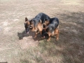 дългокосмести немски овчарки, снимка 14
