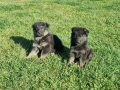 малки немски овчарки, снимка 6