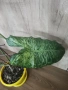 Филодендрон Paraiso Varde Variegata, снимка 1