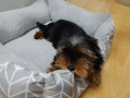 Йоркширски териер , снимка 5