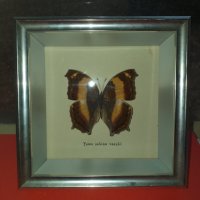 Пеперуда в рамка, снимка 4 - Антикварни и старинни предмети - 42977254