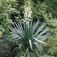 Юка (Yucca) Цена за 1бр 9лв и Аюга, Срещниче (Ajuga reptans purpurea) и АЮГА ТРИКОЛОР , снимка 2 - Градински цветя и растения - 27586544